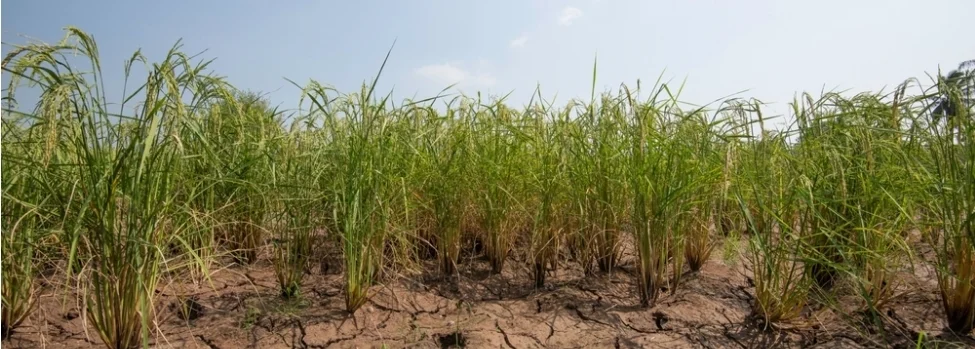 riz-resistant-aux-changements-climatiques