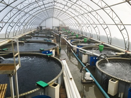 Aquaculture Aquaculture